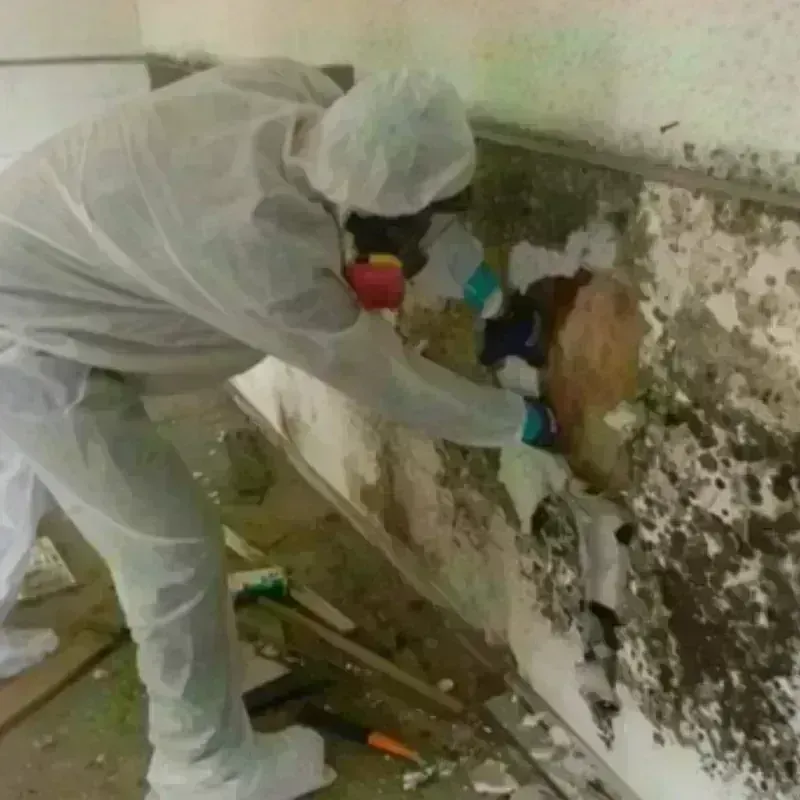 Mold Remediation and Removal in Crockett, CA